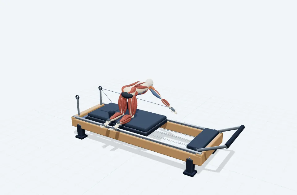 A schematic 3D view of Quadruped Rear Deltoid