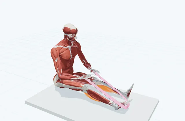 足首を押し下げるの3D模式図