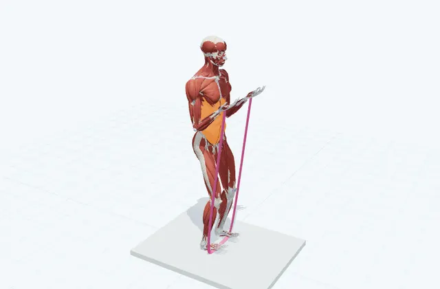 肘を曲げるの3D模式図