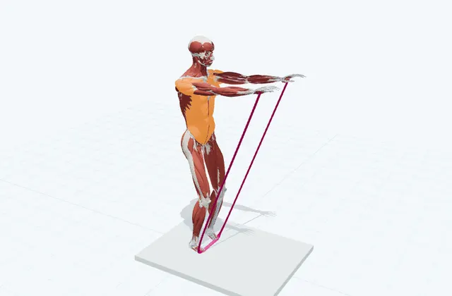 腕を前から上げるの3D模式図