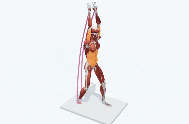 肘を伸ばす(頭の後ろで)の3D模式図