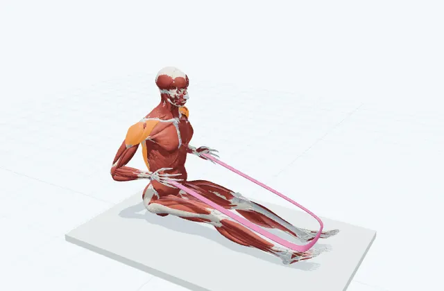 座ってのロウの3D模式図