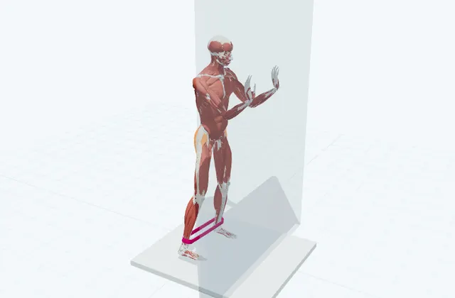 立って脚を横へ出すの3D模式図