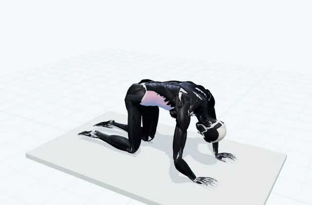 背中を丸める・反らすを繰り返すの3D模式図