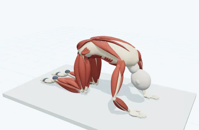 A schematic 3D view of Cat Stretch