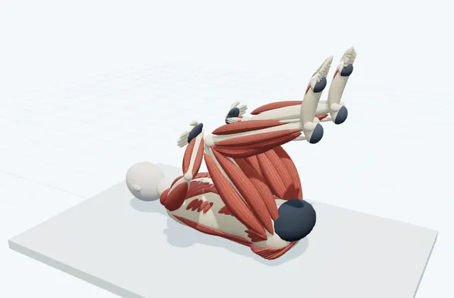 A schematic 3D view of Double Knee-to-Chest