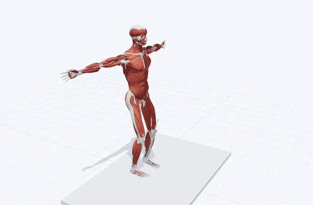 腕を開いて閉じるの3D模式図
