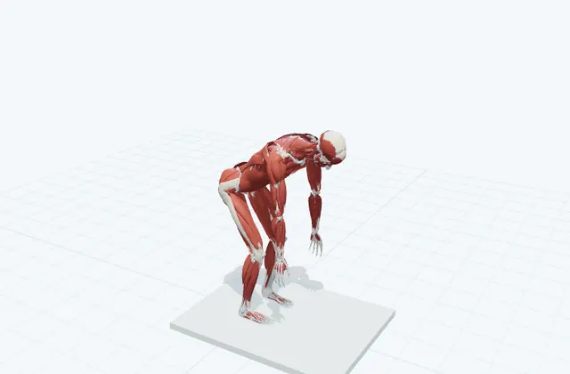 股関節から前へ倒して戻るの3D模式図