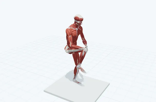 膝を交互に抱えるの3D模式図
