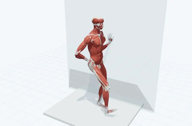 脚を前後に振るの3D模式図