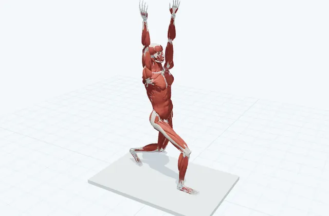 前後に開いて沈み、腕を上げるの3D模式図