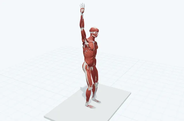 左右へ体を倒すの3D模式図