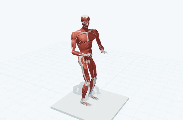 上体を左右にひねるの3D模式図