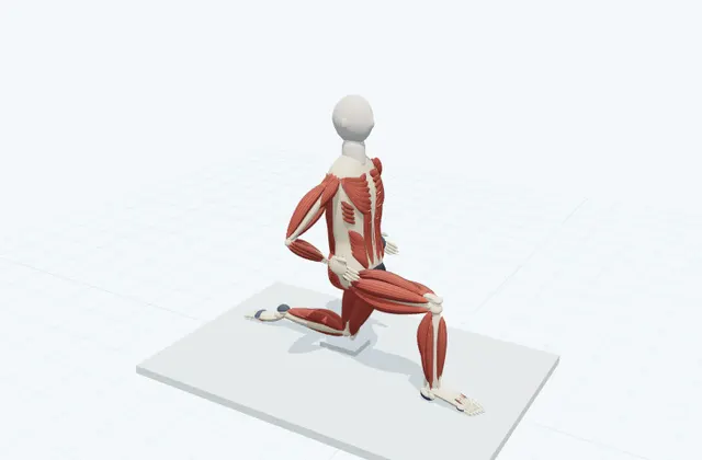 A schematic 3D view of Half-Kneeling Hip Flexor Stretch