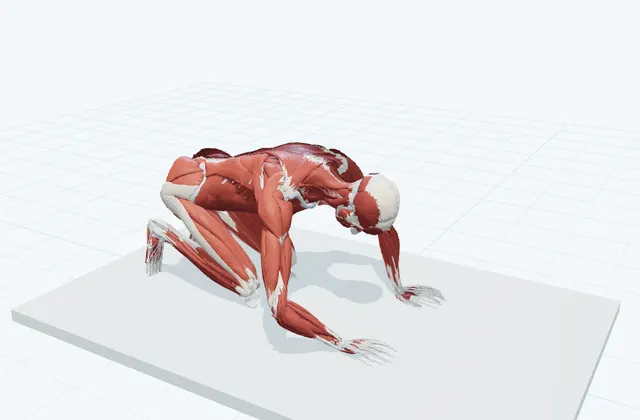 膝をついて足指を伸ばすの動作の一場面を示す3D模式図
