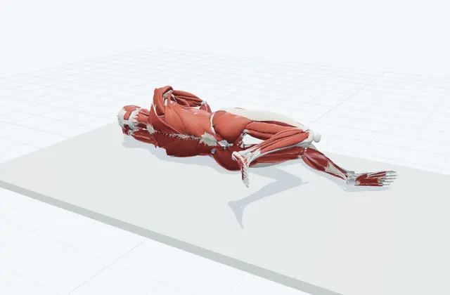 A schematic 3D view of Side-Lying Femoral Nerve Glide