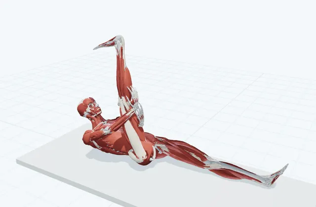 仰向けで脚の後ろ側の神経を滑らせる（内側）の動作の一場面を示す3D模式図