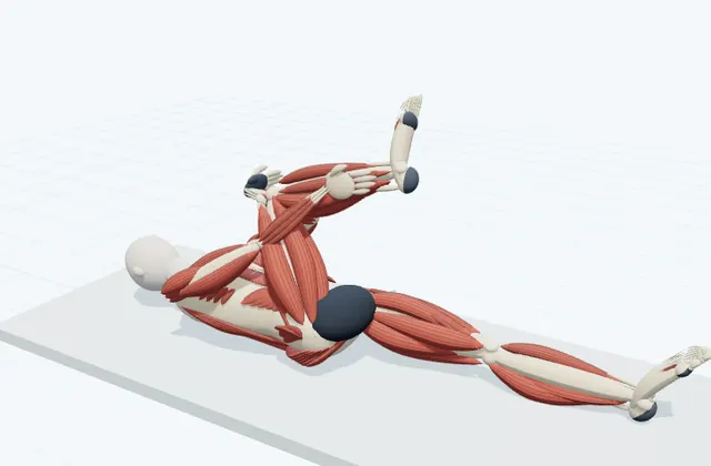 A schematic 3D view of Knee to Opposite Shoulder