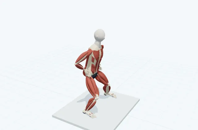 A schematic 3D view of Side Lunge Adductor Stretch