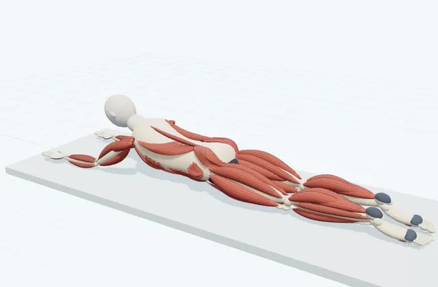 A schematic 3D view of Prone Press-Up on Forearms