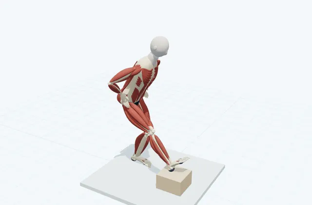 A schematic 3D view of Standing Hamstring Stretch