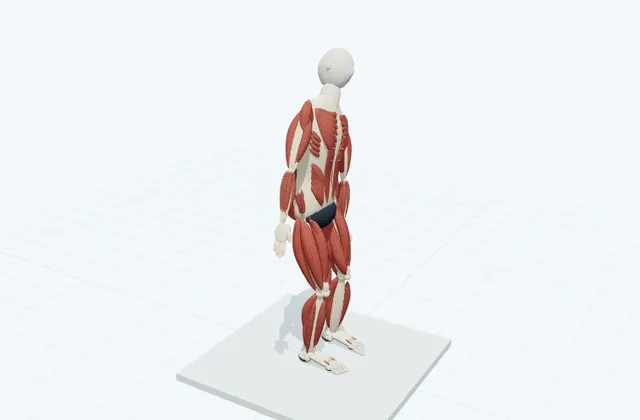 A schematic 3D view of Standing Side Bend