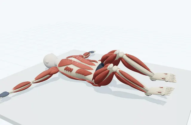 A schematic 3D view of Supine Knee Roll