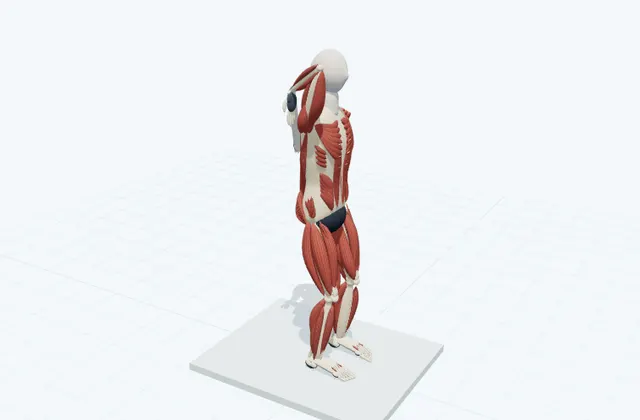 A schematic 3D view of Towel Shoulder Stretch