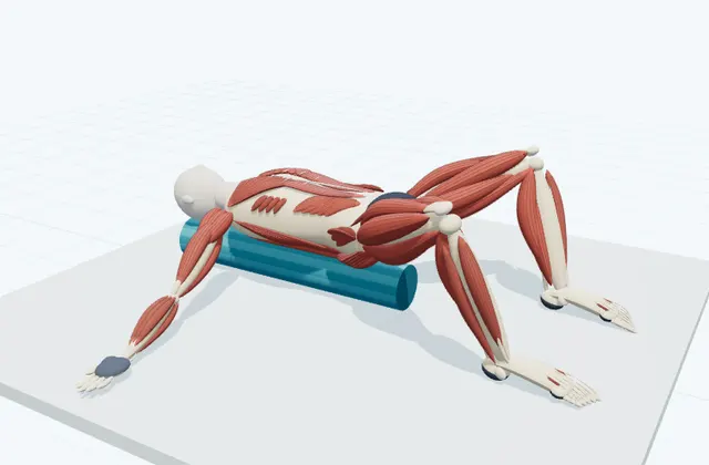 A schematic 3D view of Chest Opening on the Roller