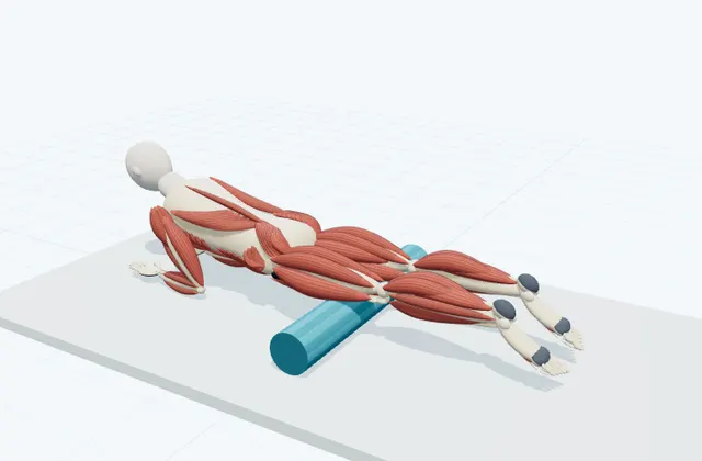 A schematic 3D view of Quadriceps Rolling