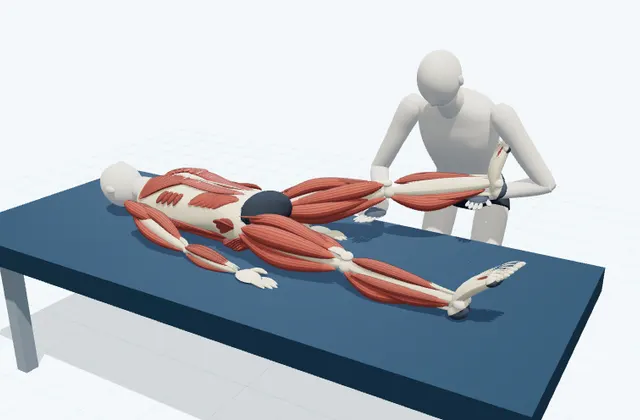 A schematic 3D view of Straight-Knee Adductor Stretch