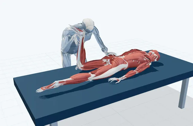 A schematic 3D view of Assisted Femoral Nerve Glide