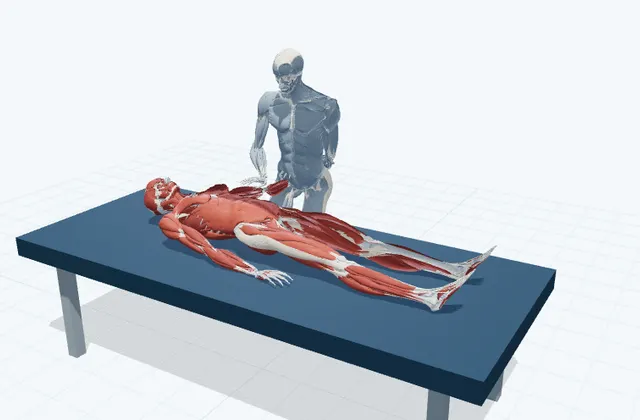 A schematic 3D view of Assisted Median Nerve Glide