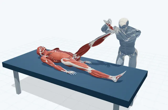 A schematic 3D view of Assisted Sciatic Nerve Glide