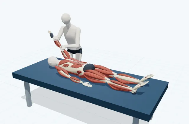 A schematic 3D view of Latissimus Dorsi PNF Stretch