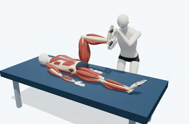 A schematic 3D view of Soleus PNF Stretch