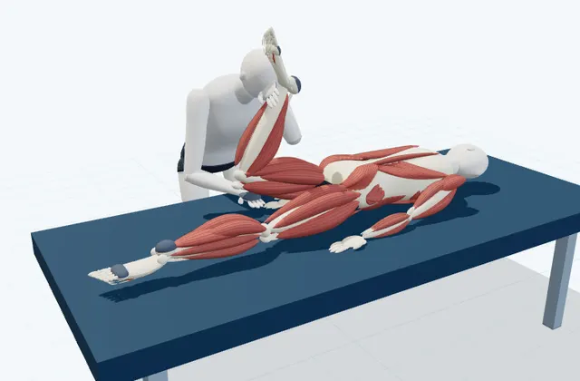 A schematic 3D view of Rectus Femoris Stretch